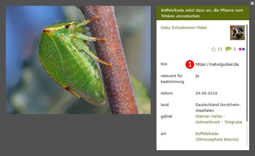 Hier finden Sie die individuelle Adresse (den Permalink) eines Bildes auf naturgucker.de