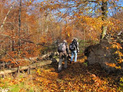 Mit Hilfe des Parkführers fanden wir auch im dichten Unterholz unseren Weg, (c) Gaby Schulemann-Maier