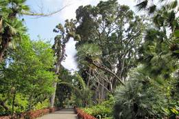 Mehr als ein touristisches Foto: Der Botanische Garten in Puerto de la Cruz, Teneriffa, ist Lebensraum von ...
