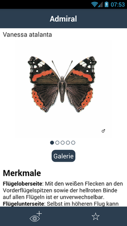 Beispiel für ein Artporträt der App 'Tagaktive Schmetterlinge'
