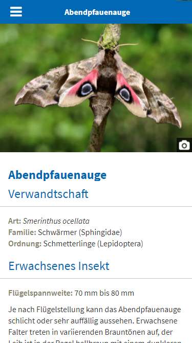 Beispiel für ein Artporträt in der WebApp NABU Insektensommer