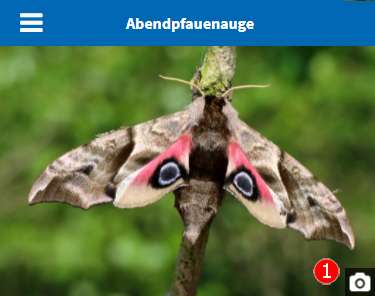 Bildergalerie in der WebApp NABU Insektensommer aufrufen