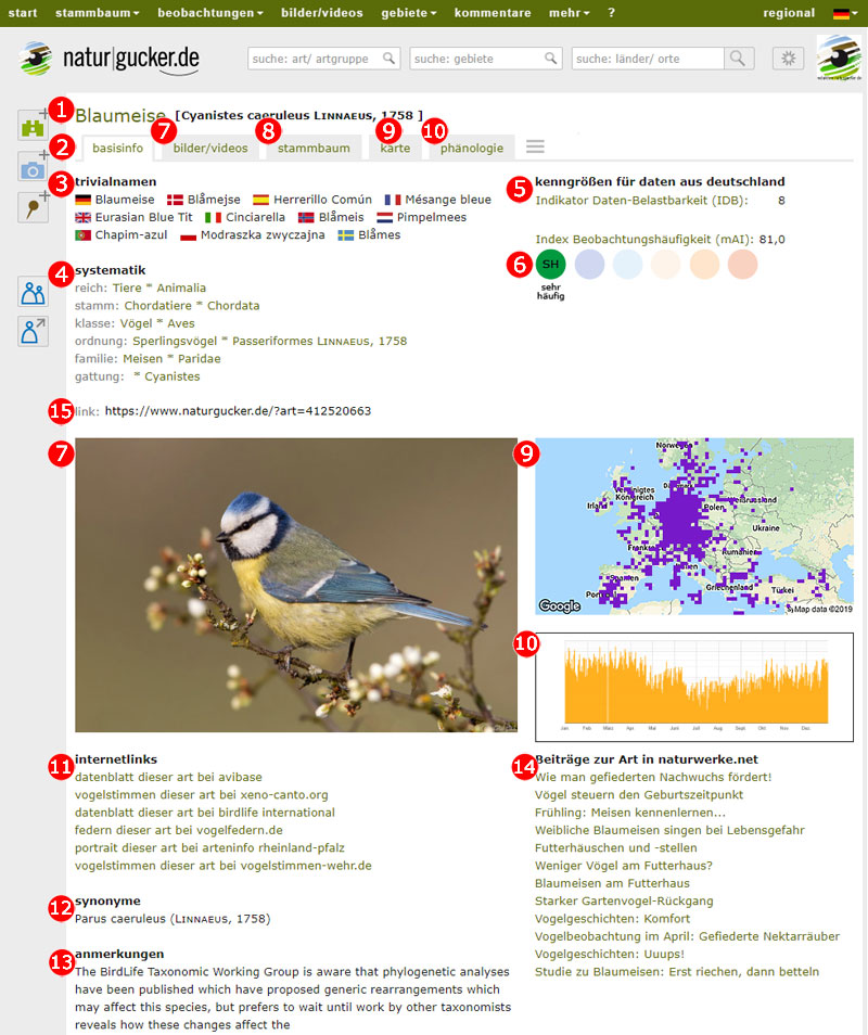 Artporträt der Blaumeise auf naturgucker.de mit Erläuterungen zu den einzelnen Info-Bereichen