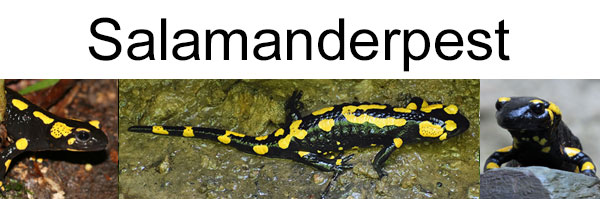Monitoring 'Salamanderpest (Bsal)'